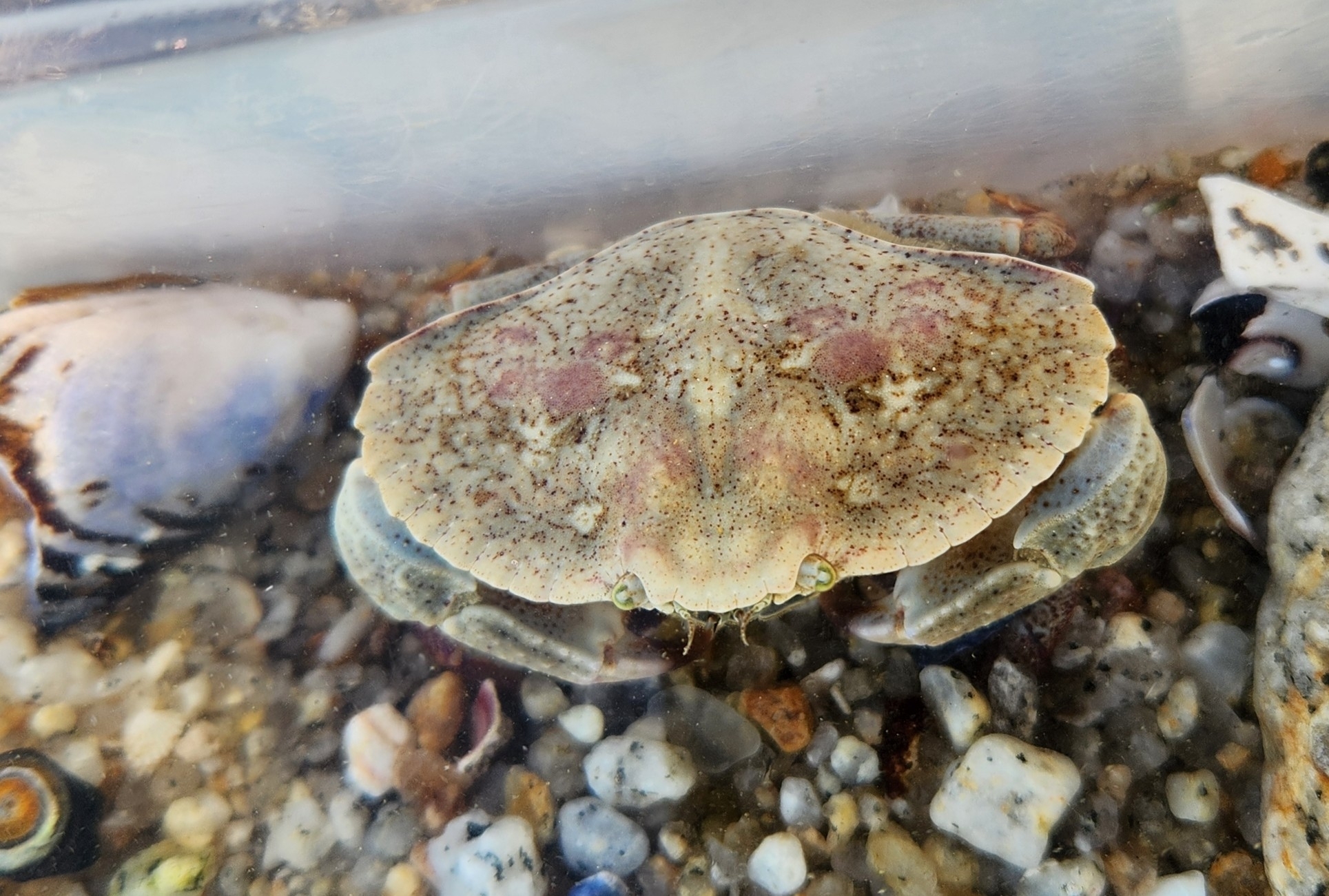 BioFiles - Red Rock Crab (Cancer productus)