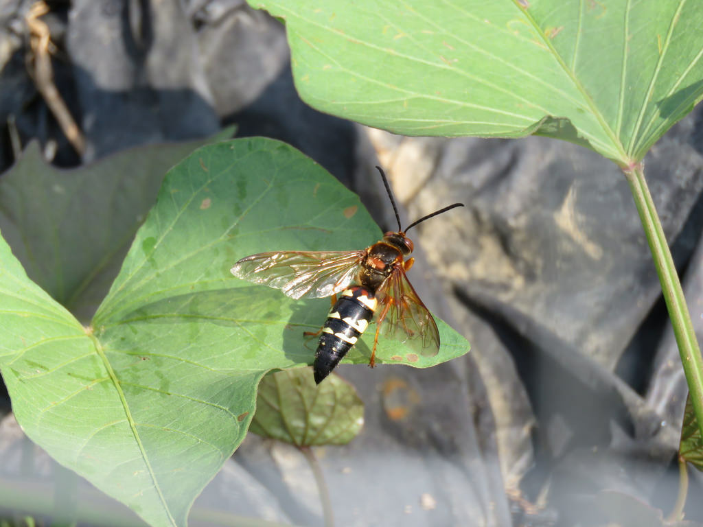 Eastern Cicada Killer in Howard County, Maryland (8/3/2017).