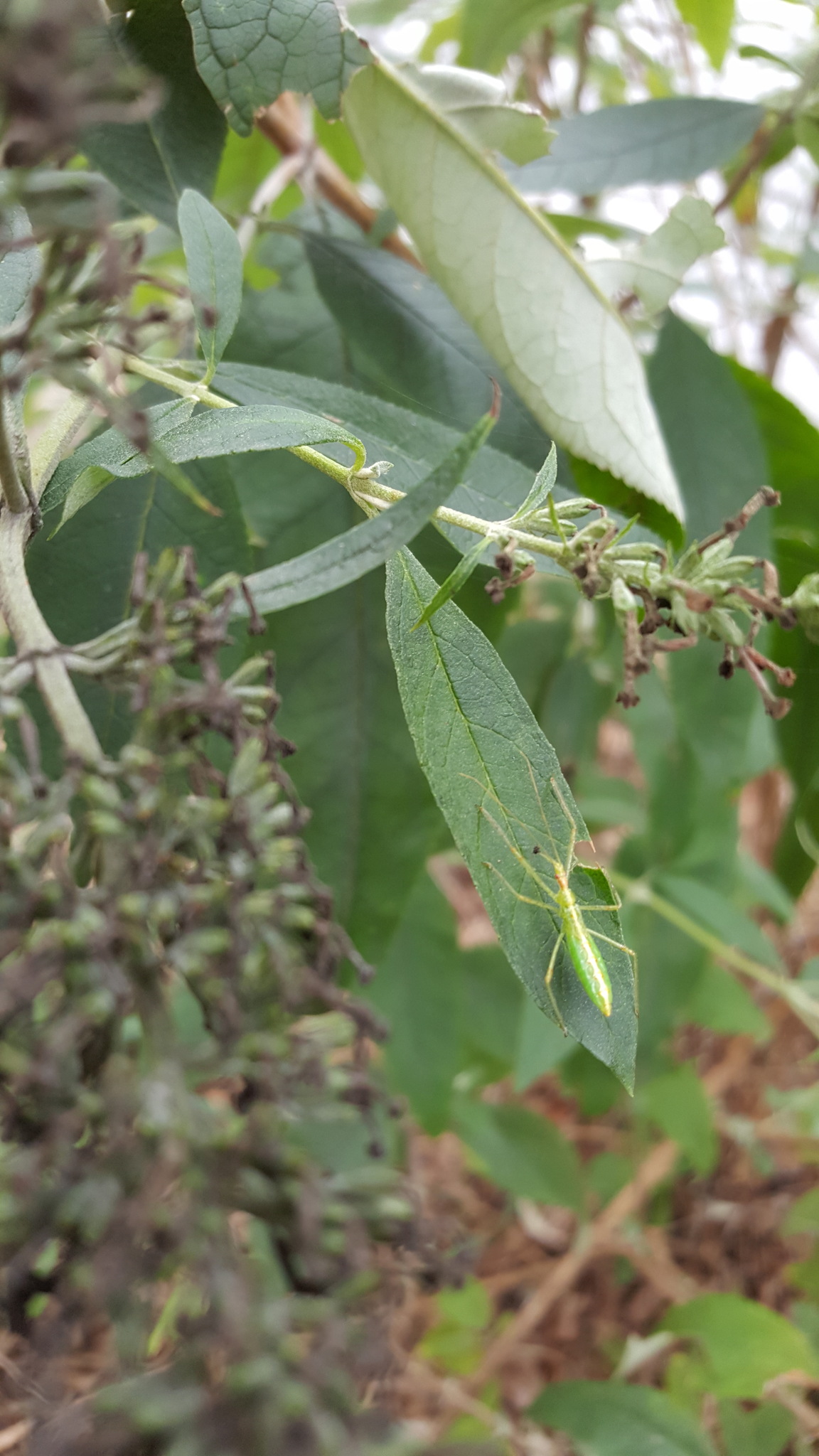 Pale Green Assassin Bug in Anne Arundel County, Maryland (10/15/2017).