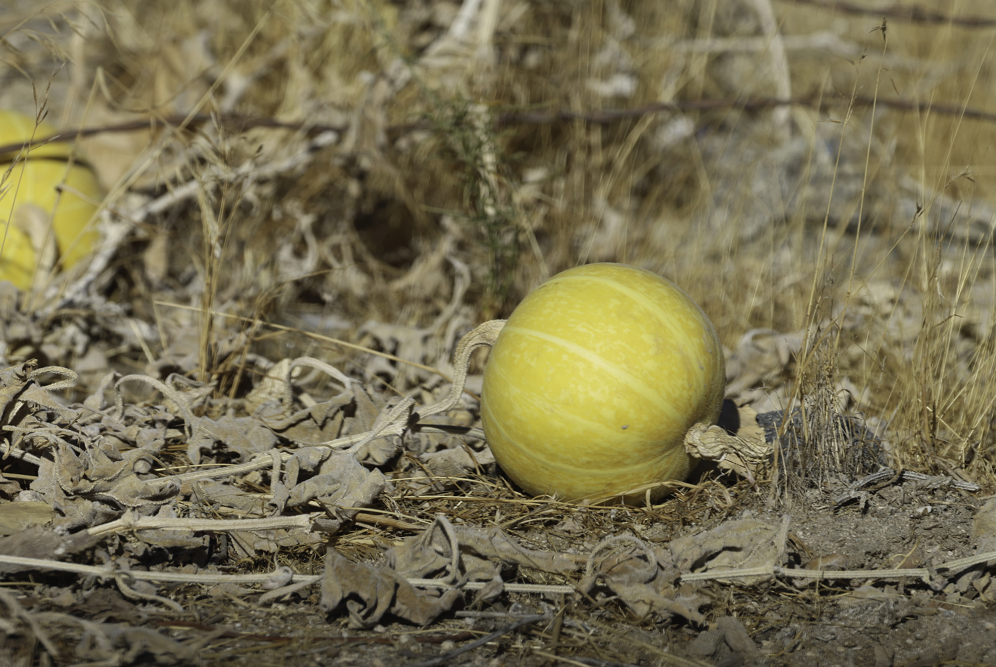 Coyote Melon in San Bernardino County, California (12/29/2024).