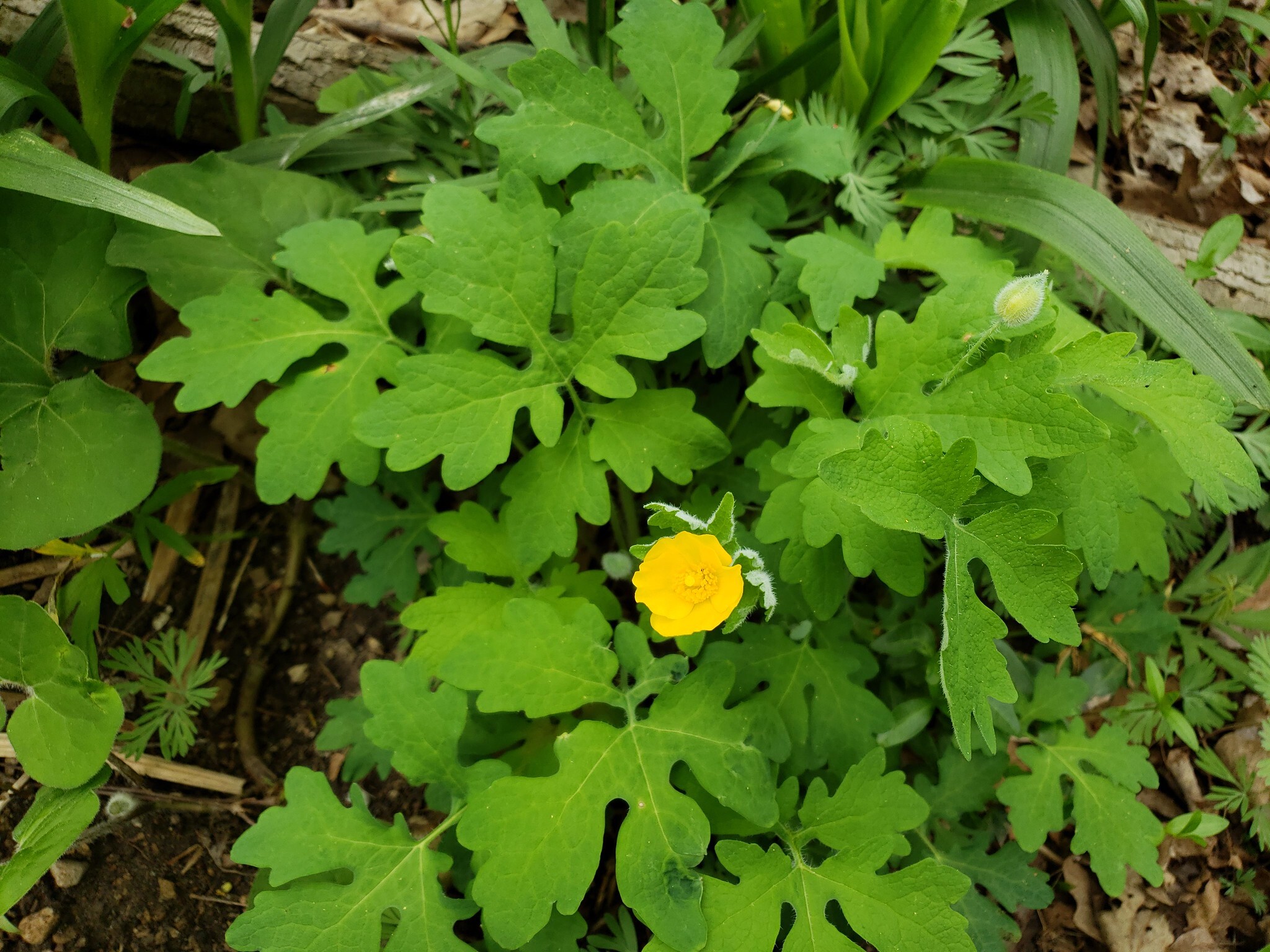 Celandine Poppy in Marion County, Indiana (5/5/2018).
