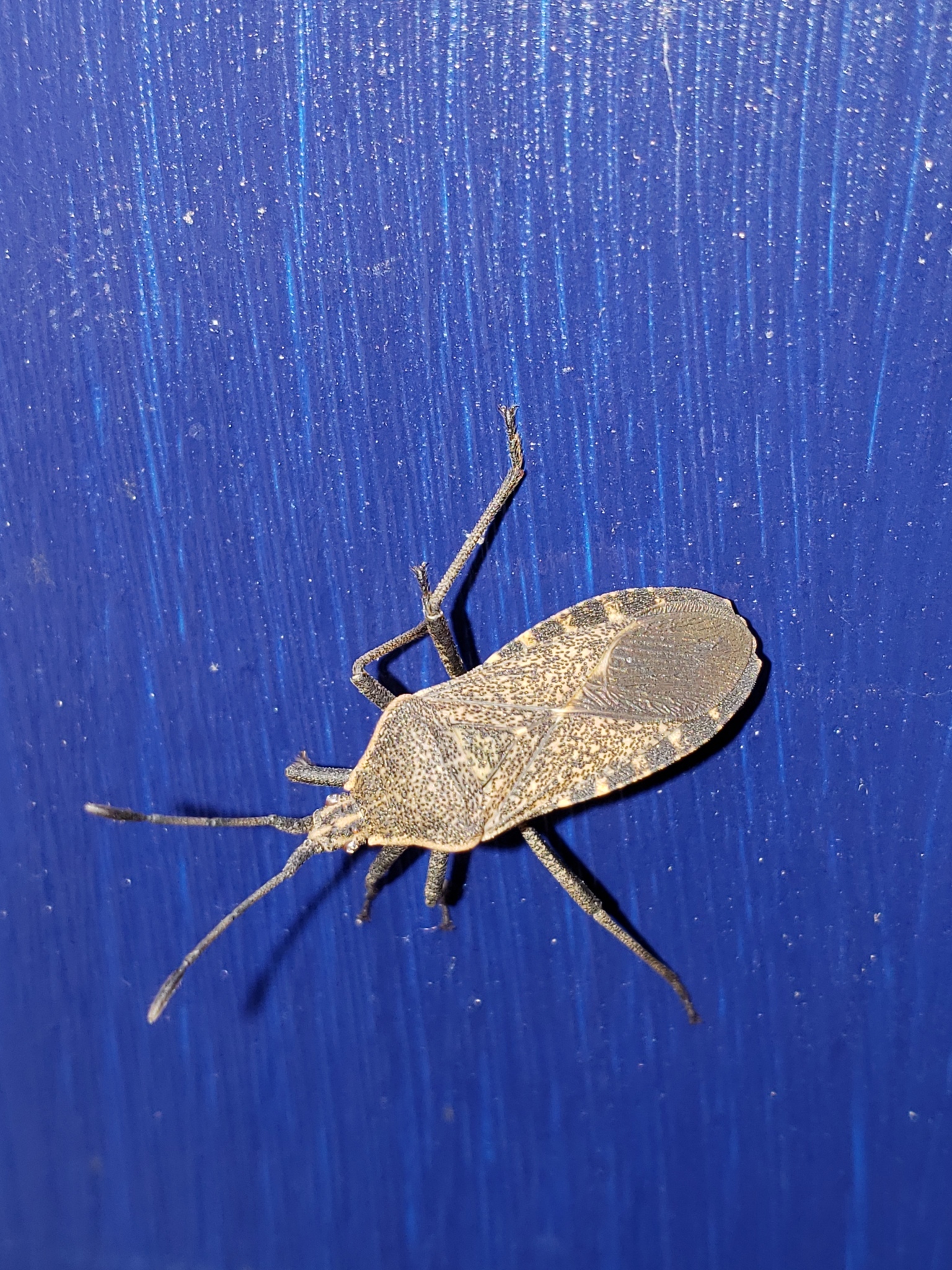 Squash Bug in Anne Arundel County, Maryland (5/26/2018).