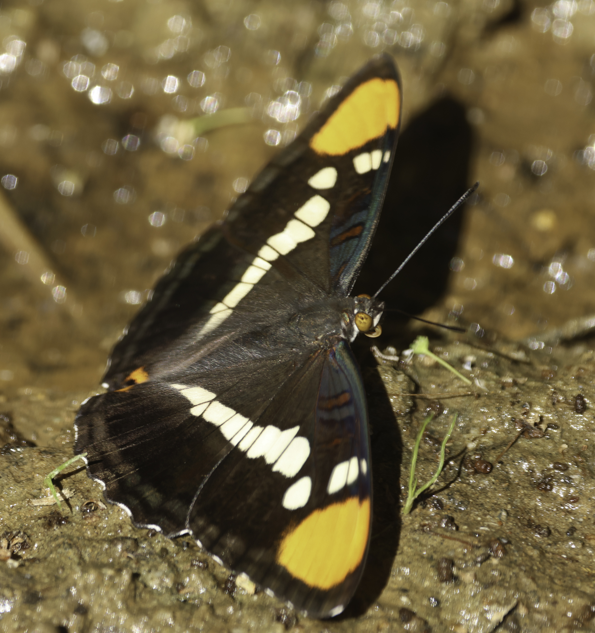 California Sister in Monterey County, California (5/11/2025).