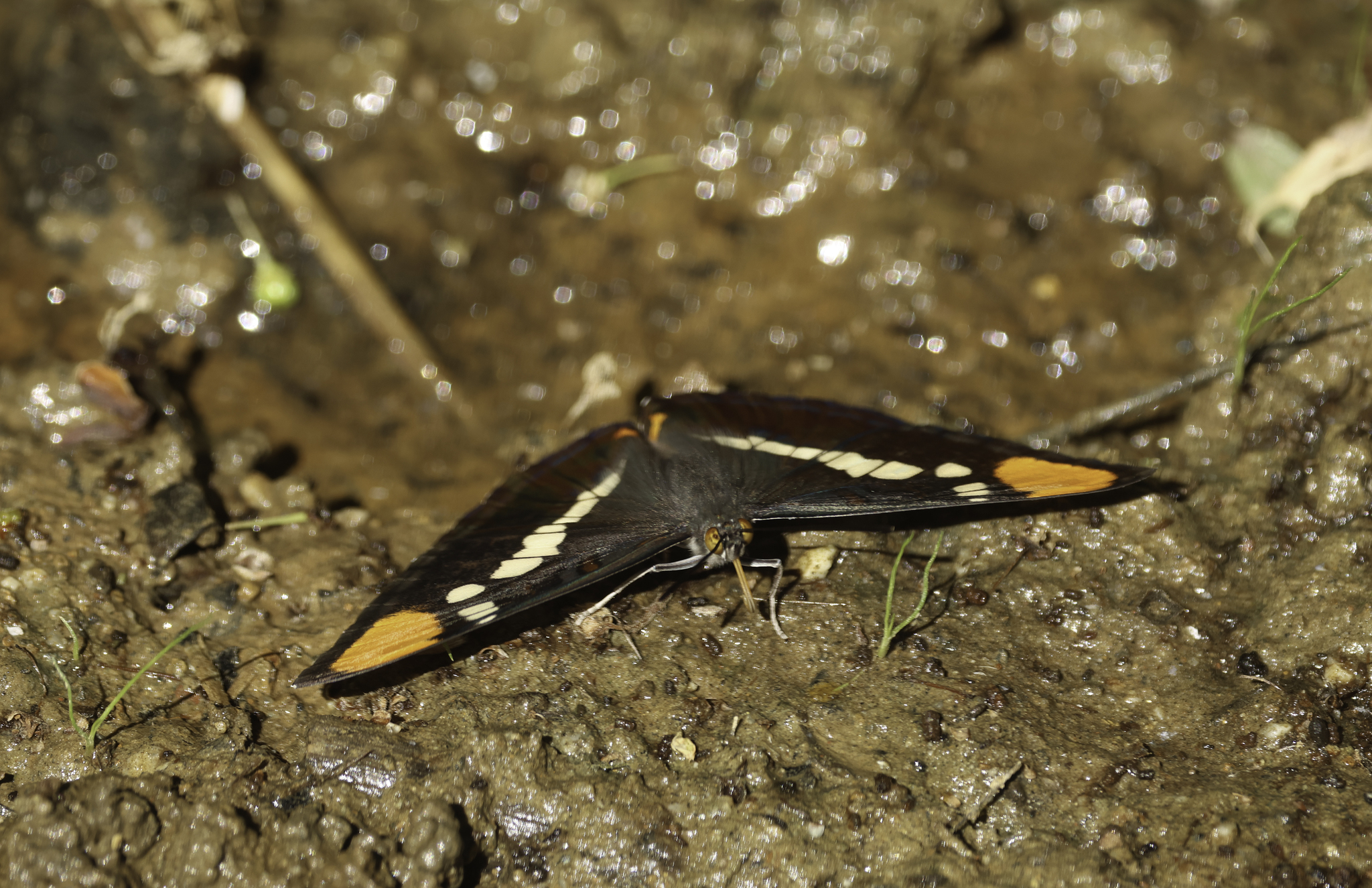 California Sister in Monterey County, California (5/11/2025).