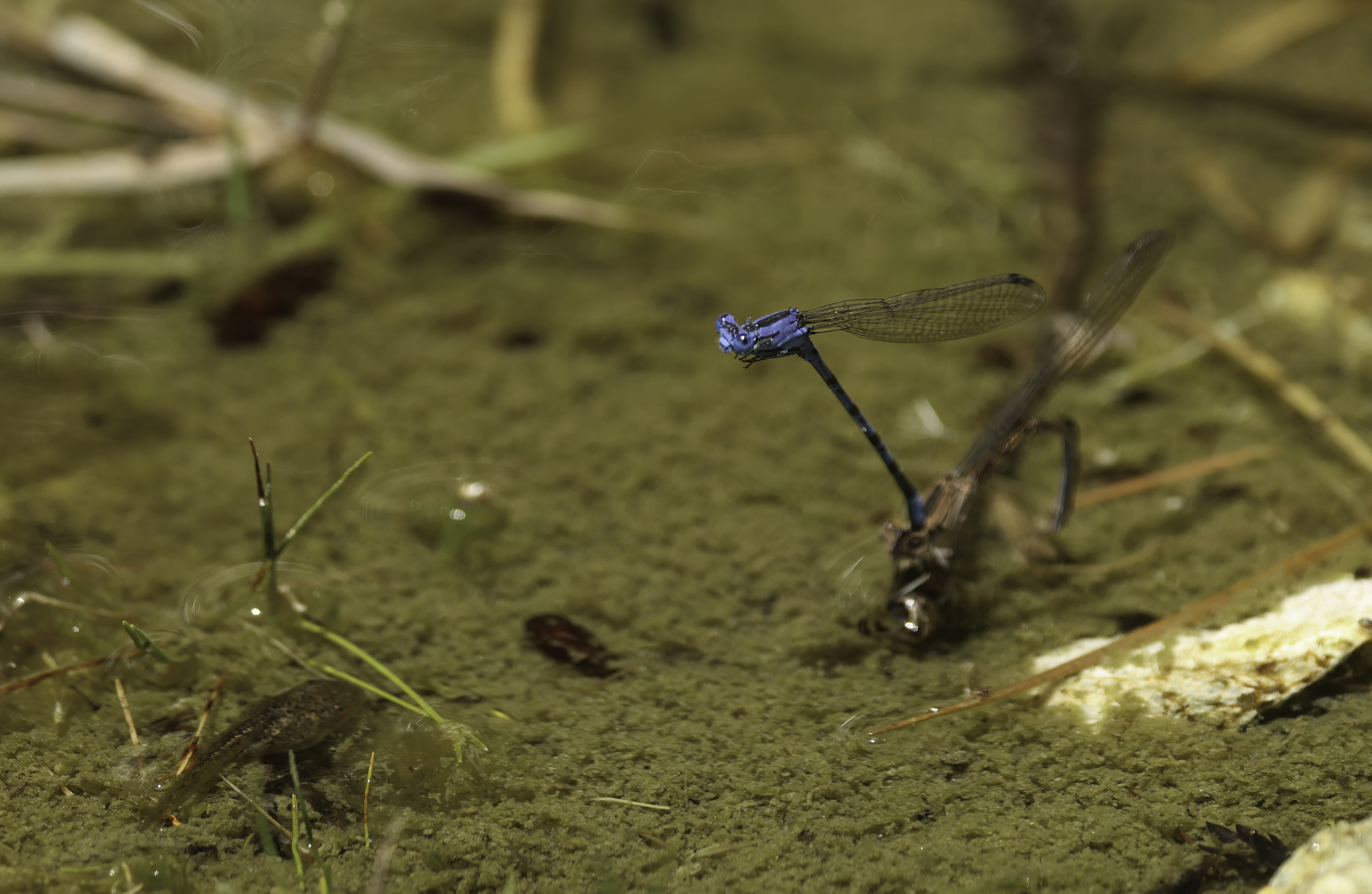 Vivid Dancer in Monterey County, California (5/24/2025).