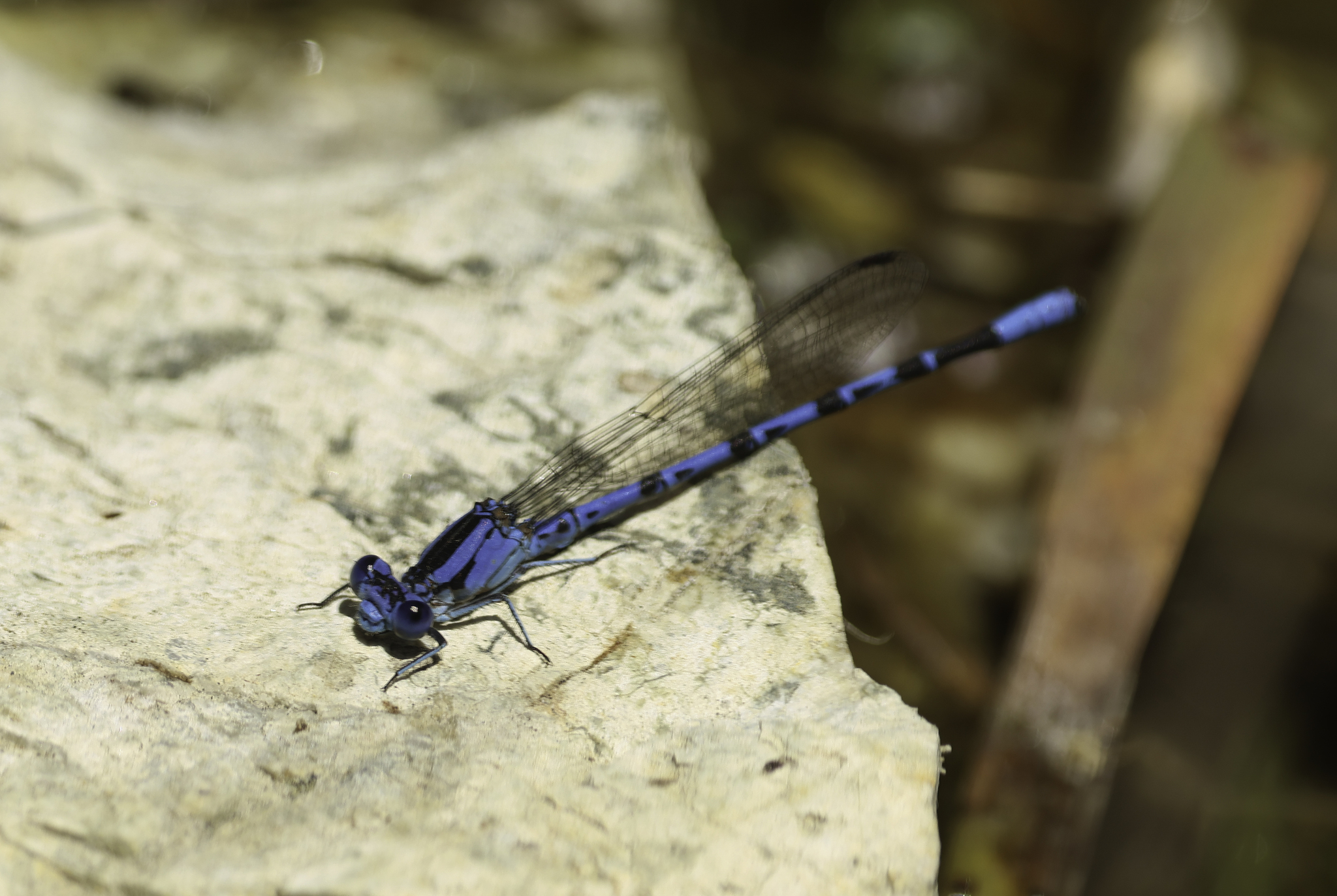 Vivid Dancer in Monterey County, California (5/24/2025).