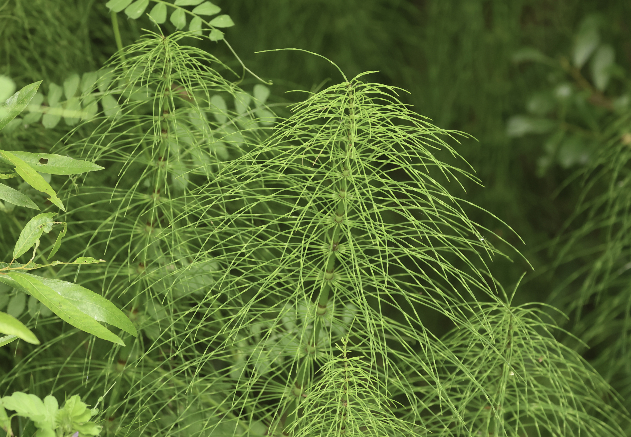 Giant Horsetail in Monterey County, California (6/1/2025).
