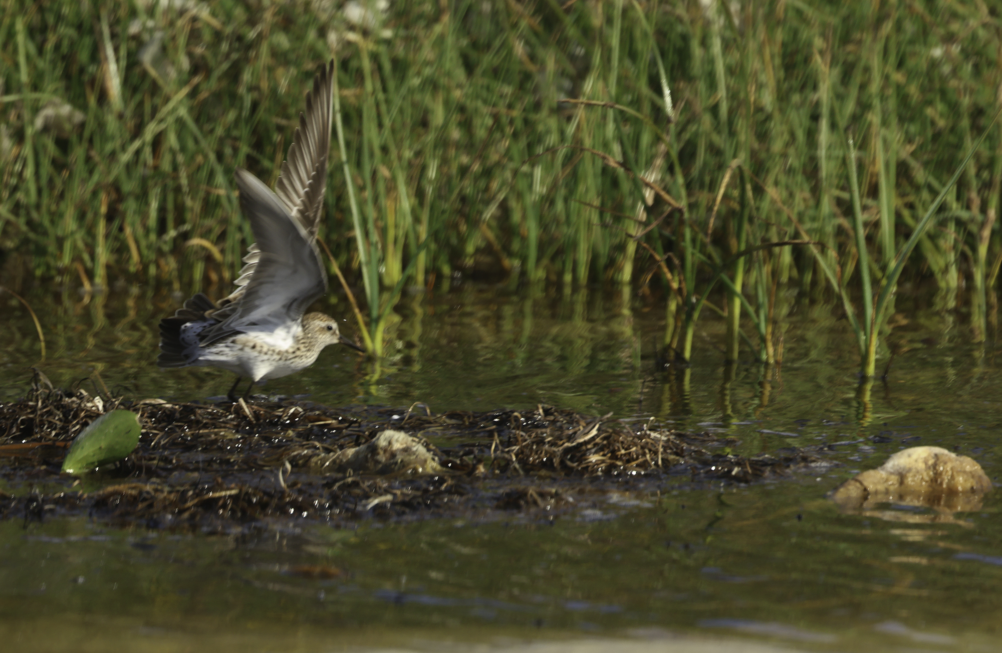 White-rumped Sandpiper in Monterey County, California (6/6/2025).