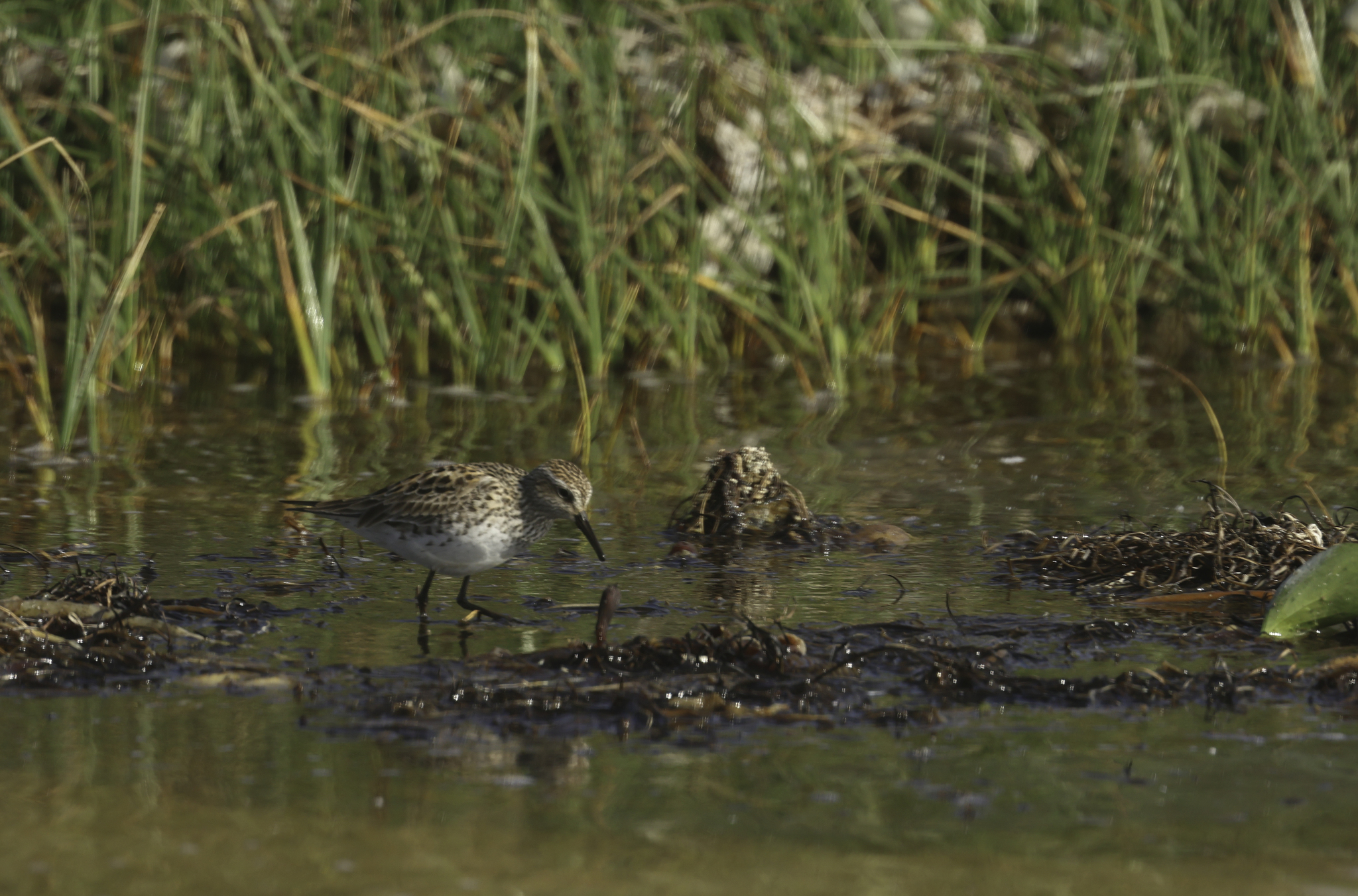 White-rumped Sandpiper in Monterey County, California (6/6/2025).