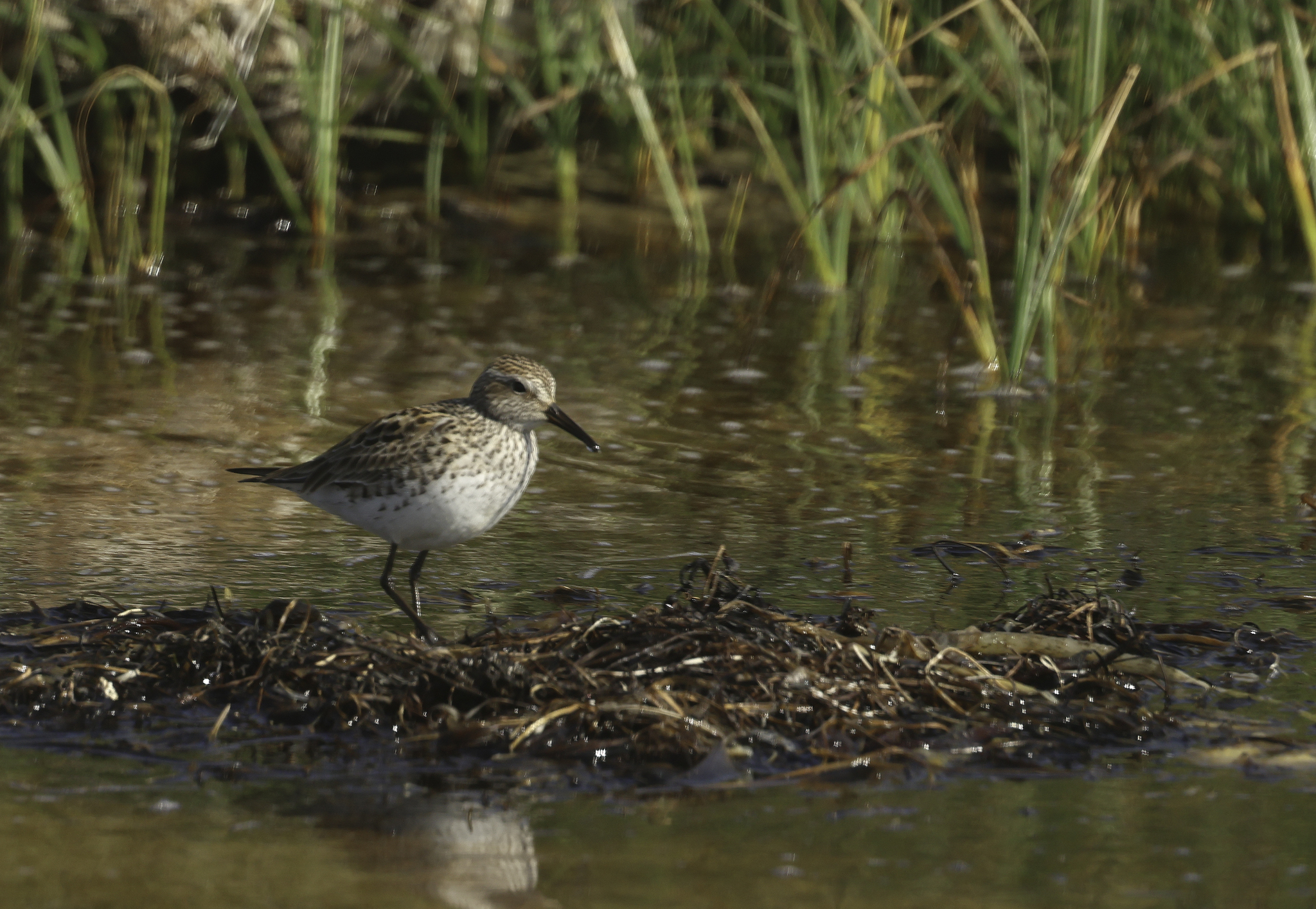 White-rumped Sandpiper in Monterey County, California (6/6/2025).