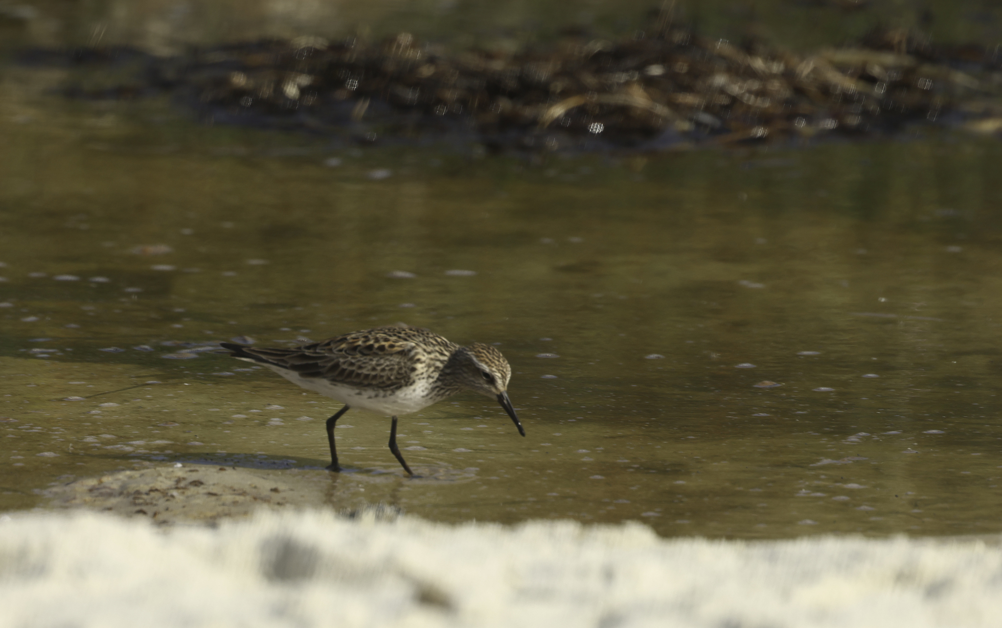 White-rumped Sandpiper in Monterey County, California (6/6/2025).