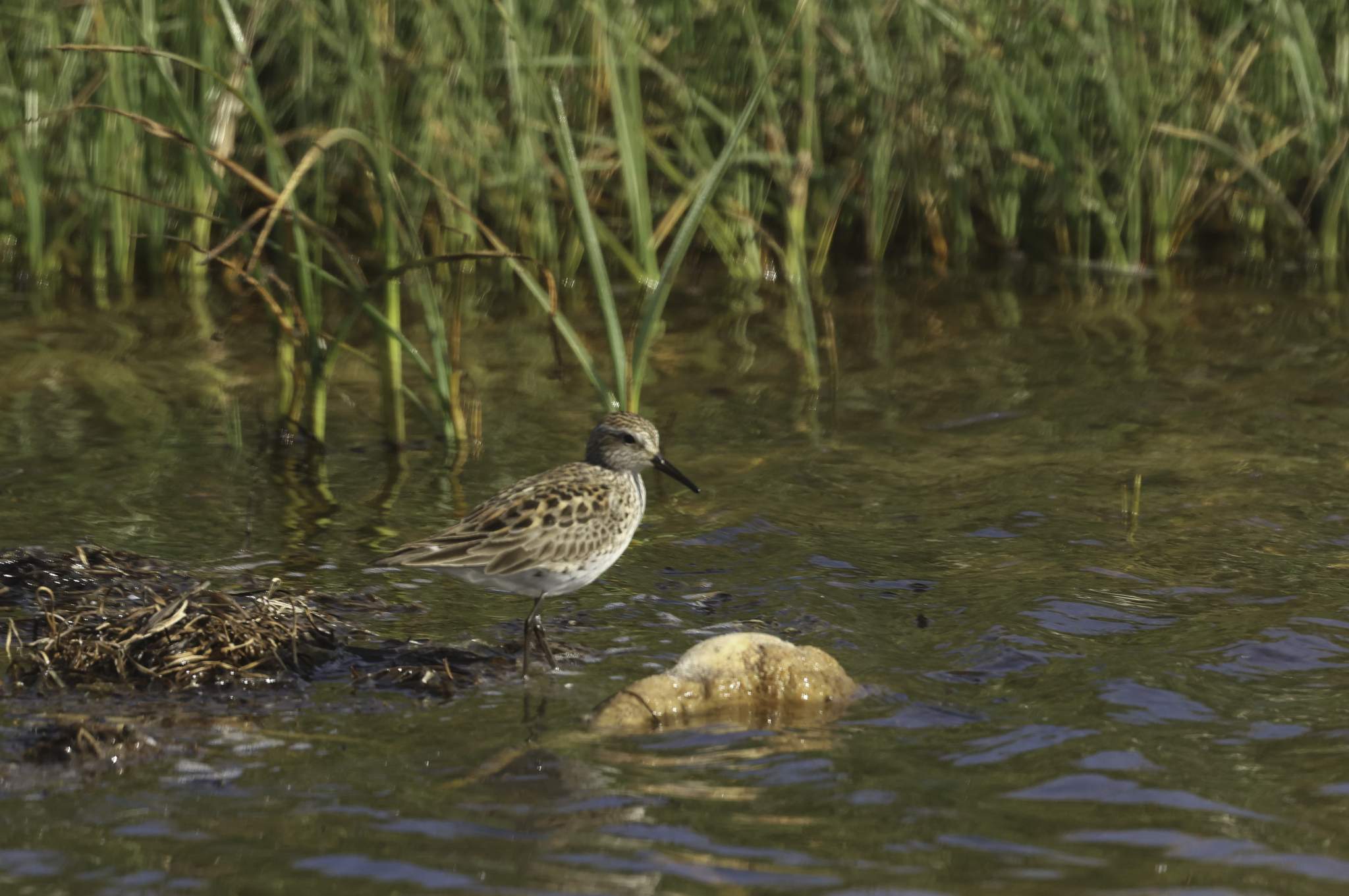 White-rumped Sandpiper in Monterey County, California (6/6/2025).