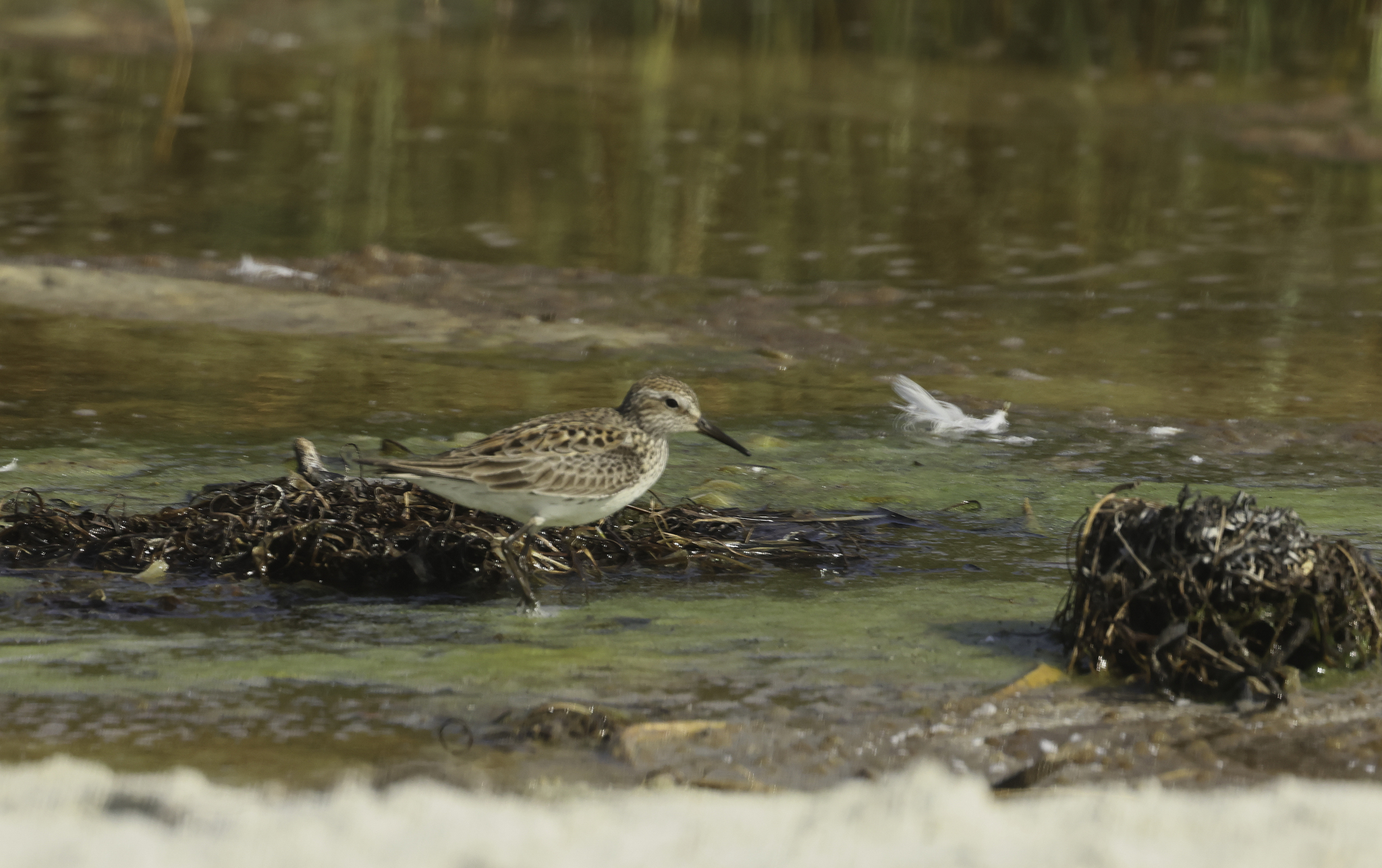 White-rumped Sandpiper in Monterey County, California (6/6/2025).