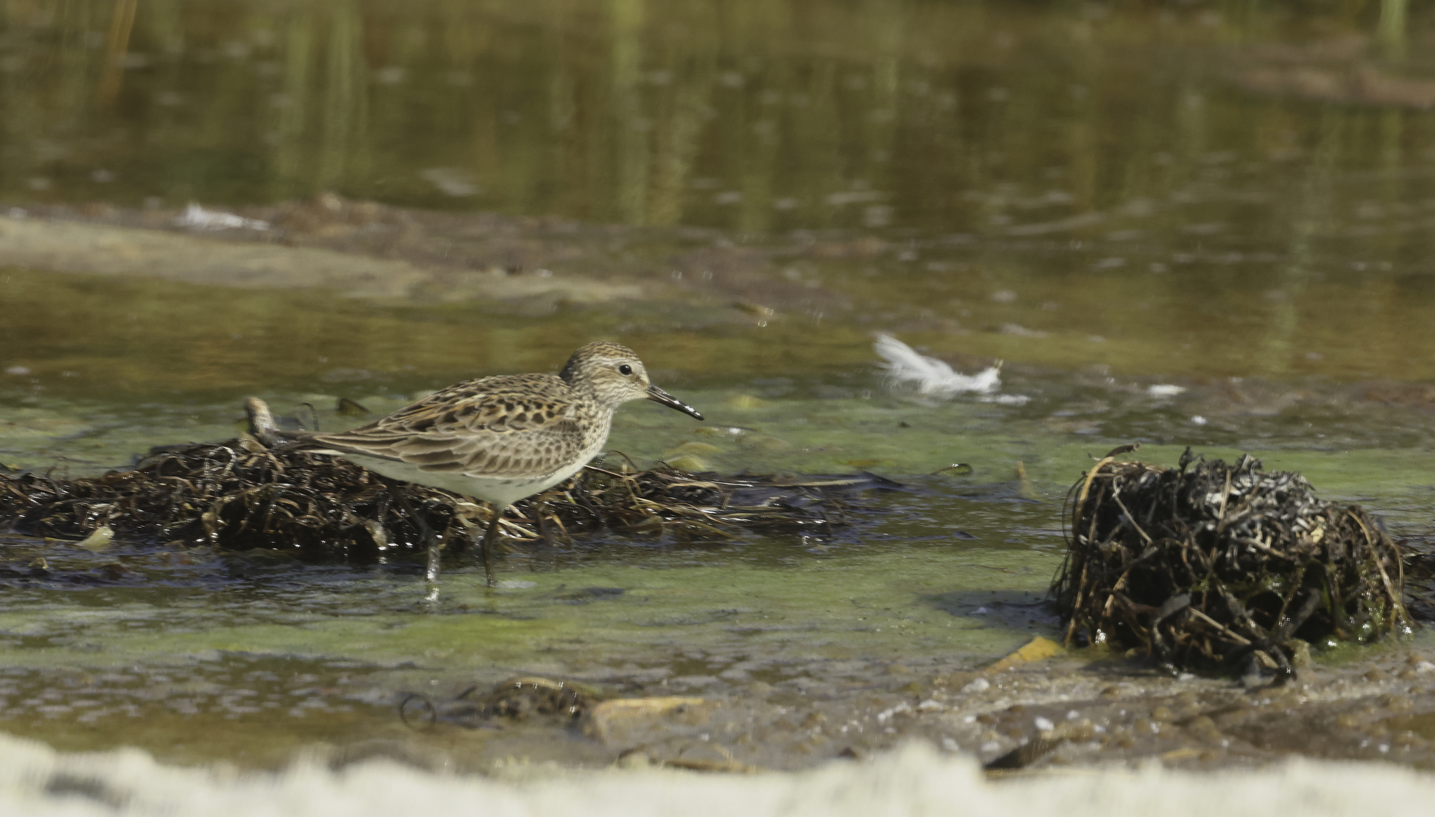 White-rumped Sandpiper in Monterey County, California (6/6/2025).