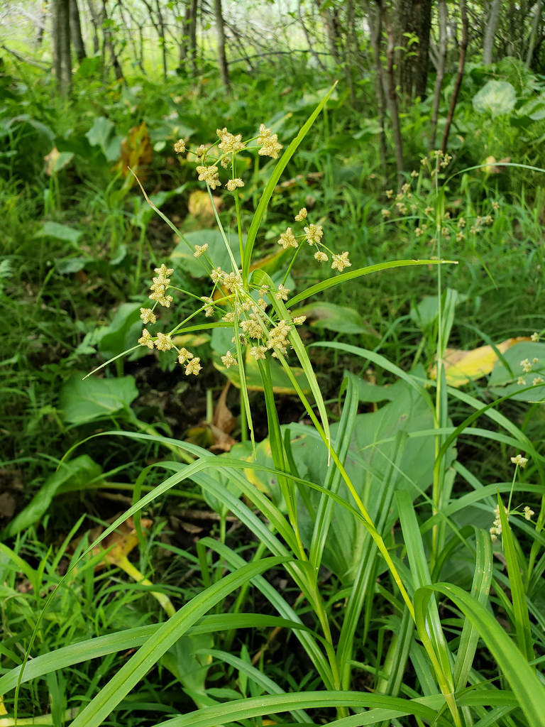 Leafy Bulrush in Howard County, Maryland (7/2/2018).