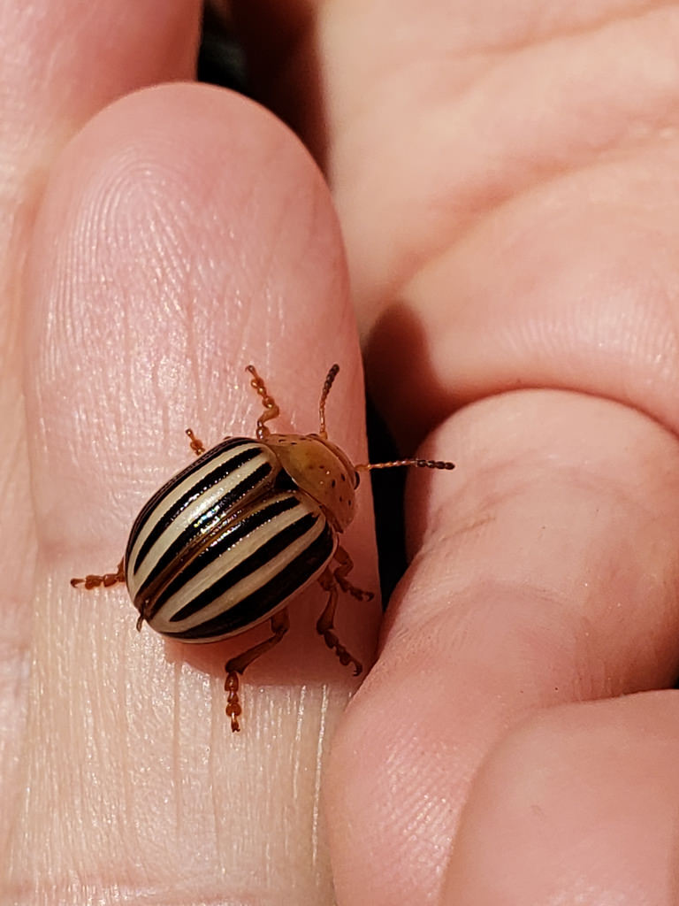 False Potato Beetle in Anne Arundel County, Maryland (7/14/2018).
